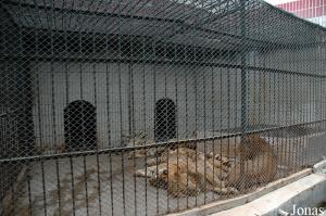 Cages des fauves autour de l'arène de spectacles