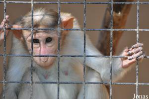 Macaque bonnet chinois (Macaca radiata)