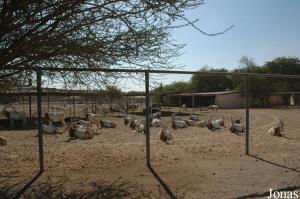 Un des enclos des oryx algazelles