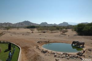 Enclos des herbivores africains