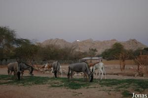 Enclos des herbivores africains à la nuit tombante