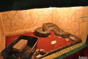 Anaconda vert au Reptiles World