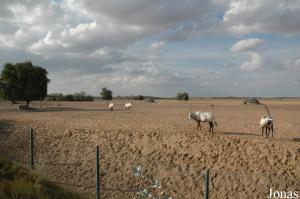 Enclos d'isolement pour mâles ongulés