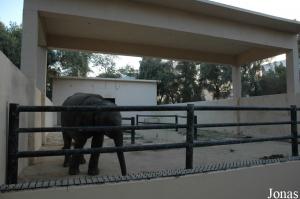 Enclos des éléphants africains