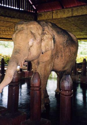 Éléphant blanc