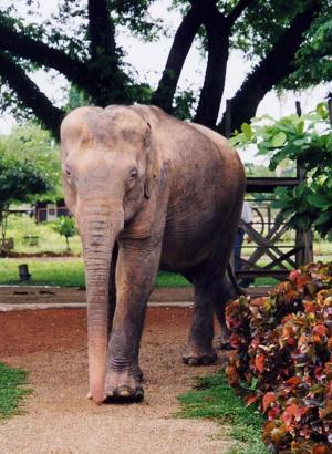 Éléphant blanc