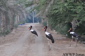 Jabirus d'Afrique (Ephippiorhynchus senegalensis) en liberté dans le parc