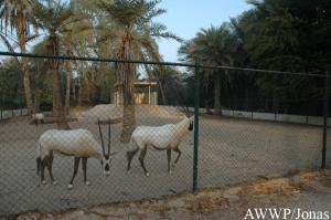 Un des enclos des oryx d'Arabie