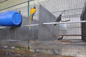 Cages de reproduction pour grands perroquets