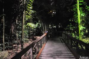 Allée à la nuit tombée