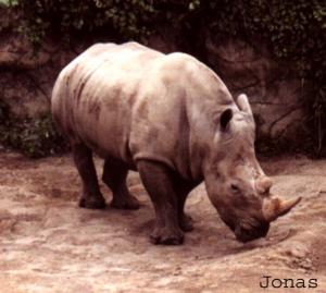 Rhinocéros blanc