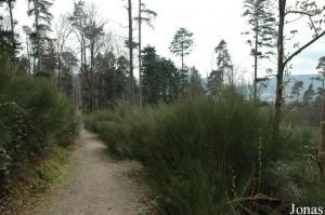 Sentier longeant l'enclos des daims