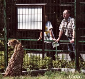 Guépard et visiteurs