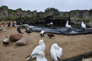 Enclos des oiseaux marins