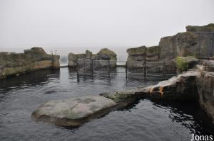 Bassin des otaries à crinière