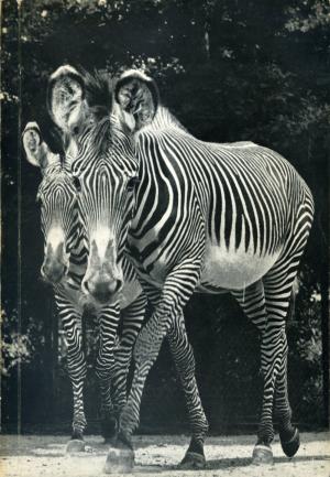 <strong>1865-1965 Hundert Jahre Zoo Hannover</strong>, mit Beiträgen von Herbert Mundhenke, Karl-Hermann Schlüter, Lothar Dittrich und Hermann Ruhe jun., Sonderdruck aus Hannoversche Geschichtsblätter NF. Bd. 19, 1965