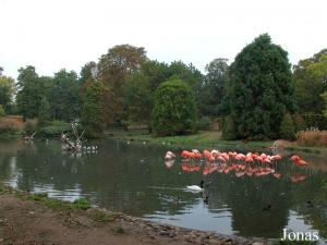 Bassin des flamants et des anatidés