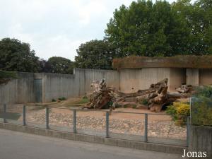 Installation des ours de Syrie