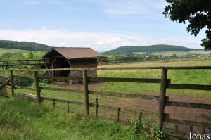 Enclos des moutons domestiques