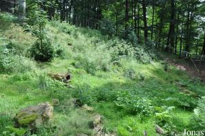 Enclos des renards roux