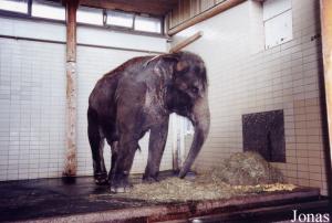 Nepal, enchaînée dans le bâtiment des éléphants