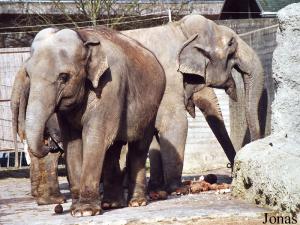 Rani, Shanti et Nepal, éléphantes asiatiques