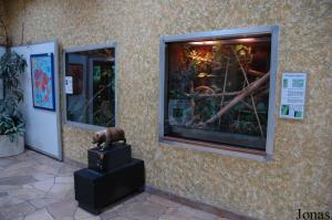 Salle intermédiaire de la fauverie et terrariums des geckos et des pythons