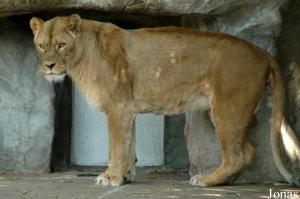 Twiggy, lionne âgée d'une quinzaine d'années