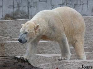 Vitu, ours mâle devenu adulte