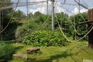 Enclos extérieure des bonobos