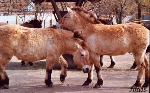 Chevaux de Przewalski