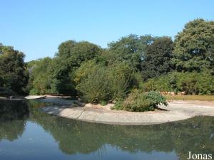 Bassin des flamants et des anatidés