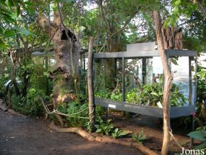 Terrariums des dendrobates et des boas