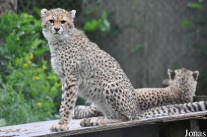 Jeunes guépards d'Afrique du Nord (Acinonyx jubatus soemmeringii) nés en octobre 2012