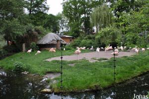 Enclos du groupe de flamants du Chili