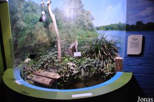 Terrarium des cistudes d'Europe