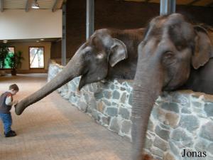 Nourrissage des éléphants par le public