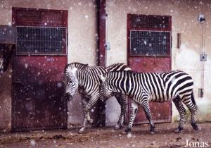 Zèbres de Grant sous la neige