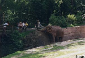 Enclos des éléphants