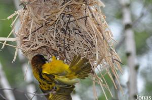 Tisserin gendarme (Ploceus cucullatus)