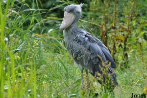 Bec-en-sabot du Nil (Balaeniceps rex)