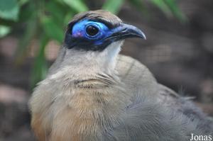 Coua géant (Coua gigas)