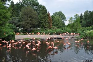 Colonie de flamants des Caraïbes