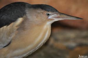 Blongios nain (Ixobrychus minutus)