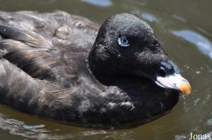 Macreuse brune (Melanitta fusca)