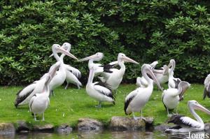 Important groupe de pélicans à lunettes (Pelecanus conspicillatus)