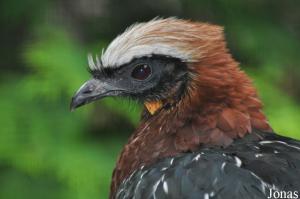 Pénélope à poitrine rousse (Penelope pileata)