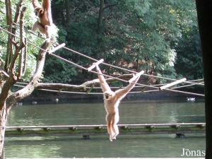 Gibbon à mains blanches