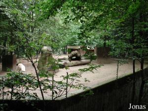 Enclos des loups blancs