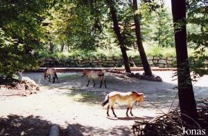 Enclos des chevaux de Przewalski